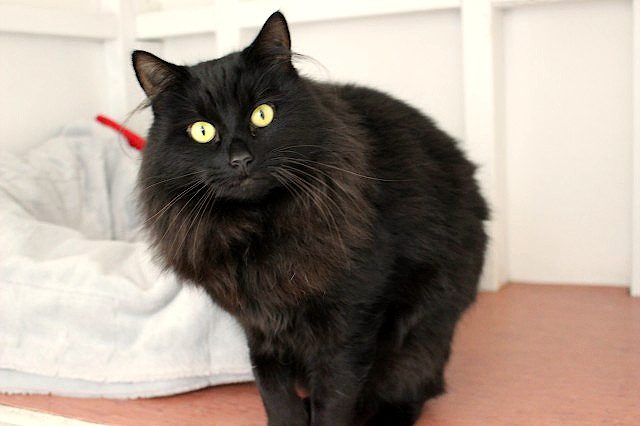 Cats Protection Canterbury - Winnie Carousel 1