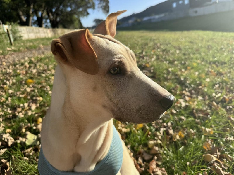 Kaia the lovely girl (Ellie's Canine Rescue & Rehome) Carousel 1