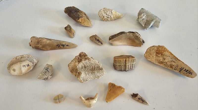 ANTIQUE ESTATE FOSSIL ITEMS Carousel 1