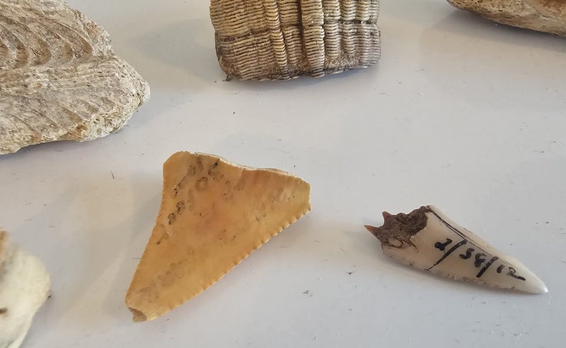ANTIQUE ESTATE FOSSIL ITEMS Carousel 2