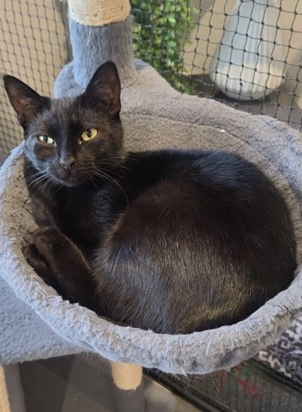 Please consider us…Rescue Mum and kittens. Carousel 1