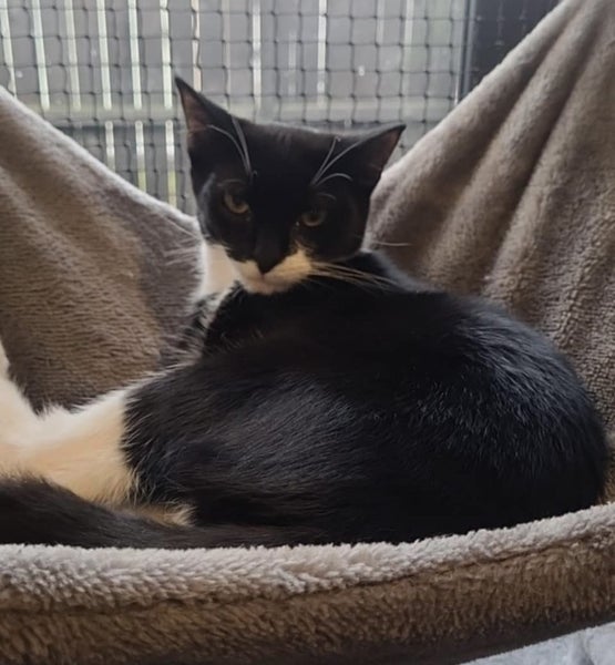 Please consider us…Rescue Mum and kittens. Carousel 2