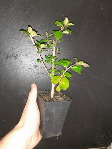 Escallonia Macrantha Carousel 1