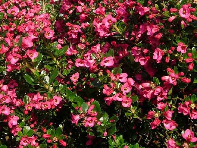 Escallonia Macrantha Carousel 2