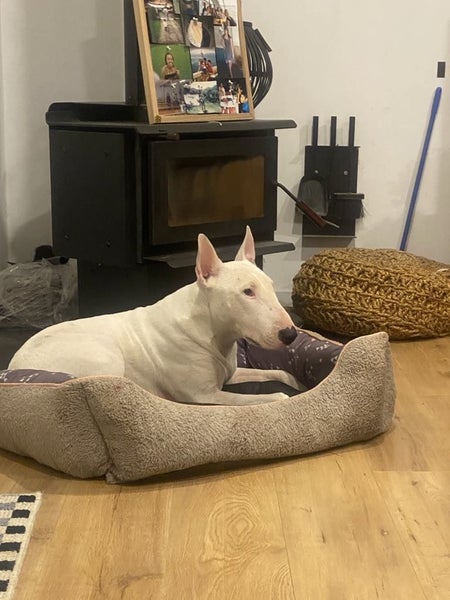 Rubin the English Bull Terrier Carousel 1