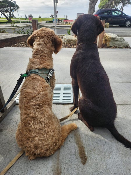 Lovable gwp (wire haired pointer) looking for his new home Carousel 2