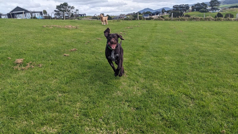 Lovable gwp (wire haired pointer) looking for his new home Carousel 1