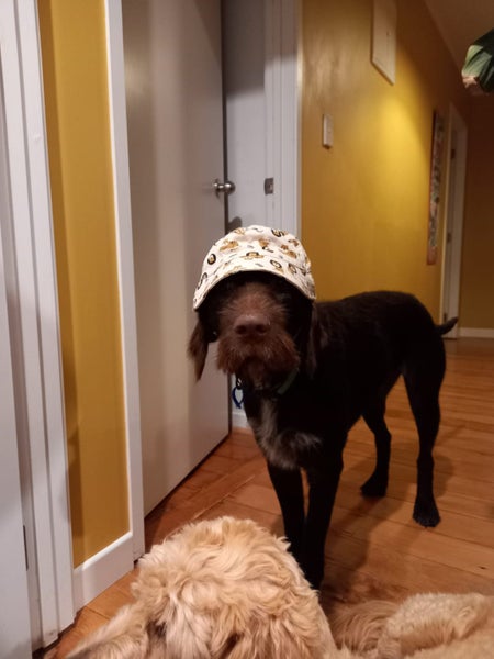 Lovable gwp (wire haired pointer) looking for his new home Carousel 7