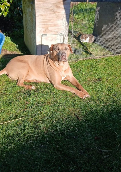Our big boy needs a new loving home Carousel 1