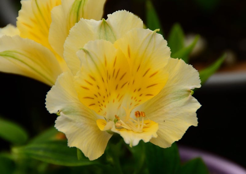 Alstroemeria - Dwarf Peruvian Lily - Lime-Yellow Carousel 1