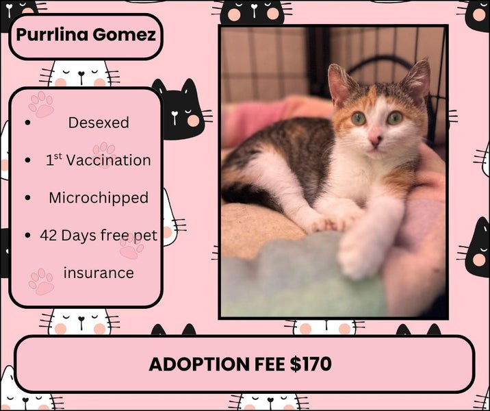 Purrlina Gomez- Rescue Kitten Carousel 1