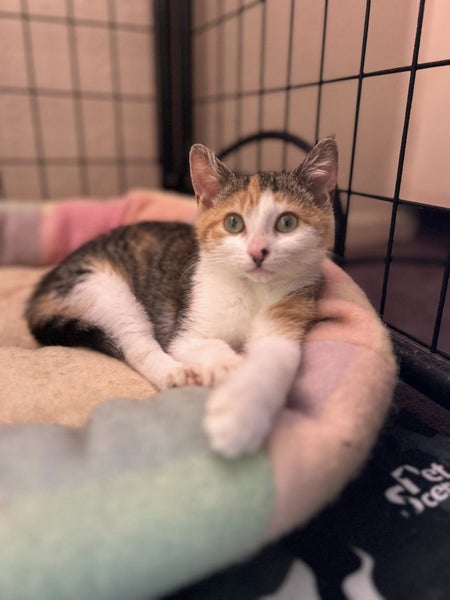 Purrlina Gomez- Rescue Kitten Carousel 2