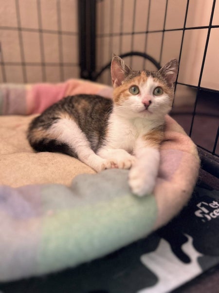 Purrlina Gomez- Rescue Kitten Carousel 3