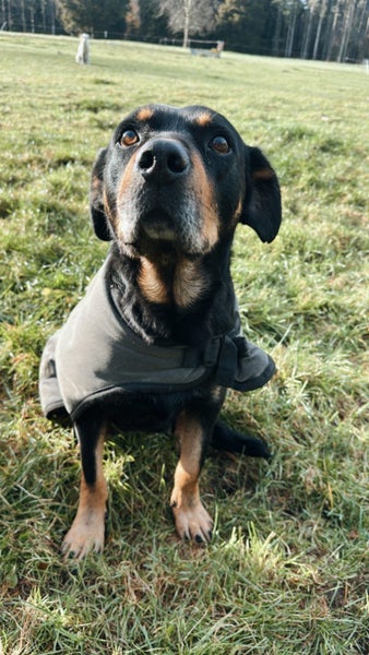 Haki - our favourite retired Huntaway Carousel 3