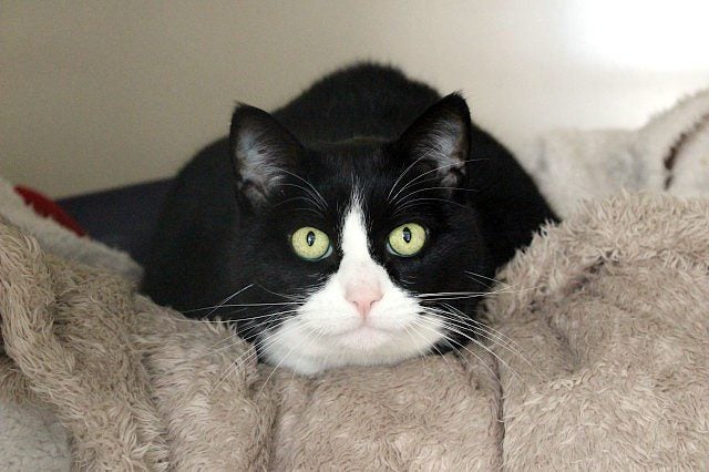 Cats Protection Canterbury - Poppy Carousel 1