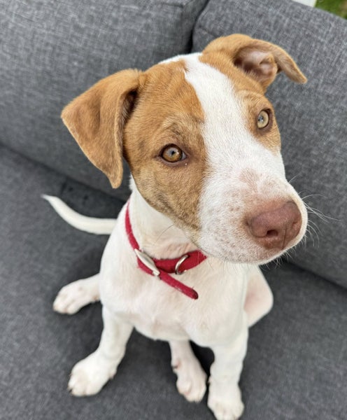 Pearl - PUPPY Pound Hounds Rescue Carousel 1