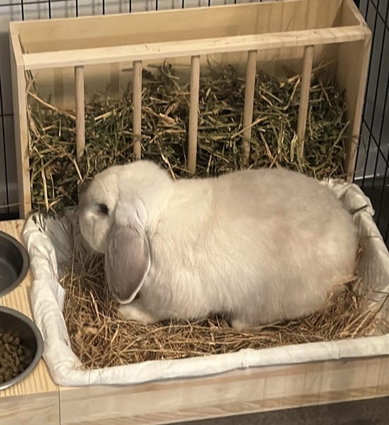 Mini Lop Rabbit Carousel 1