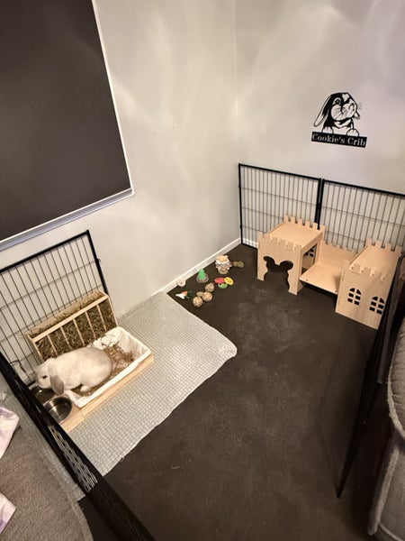 Mini Lop Rabbit Carousel 2
