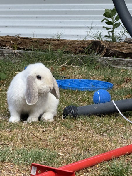Mini Lop Rabbit Carousel 3