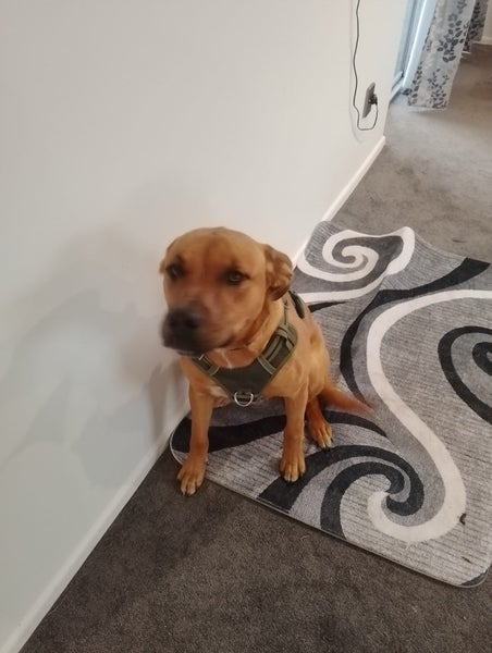 Urgent rehome Carousel 1