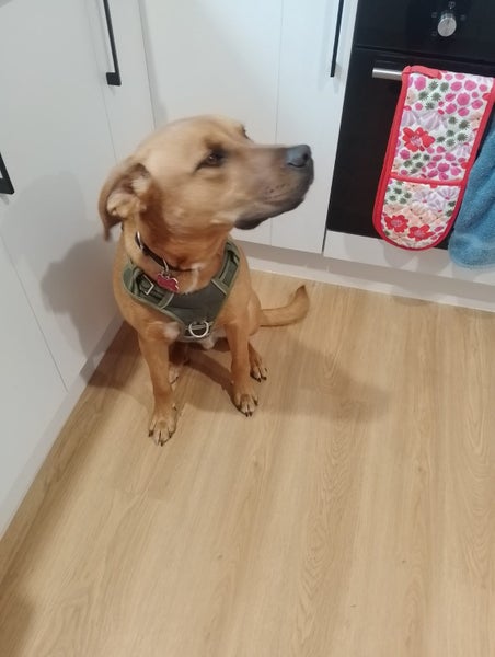 Urgent rehome Carousel 2