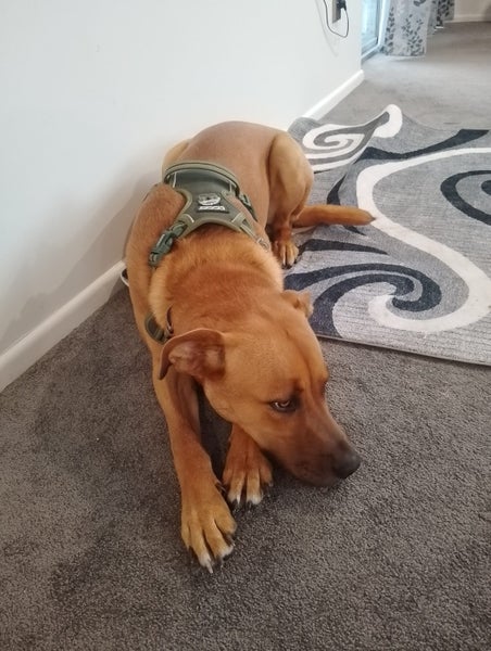 Urgent rehome Carousel 4