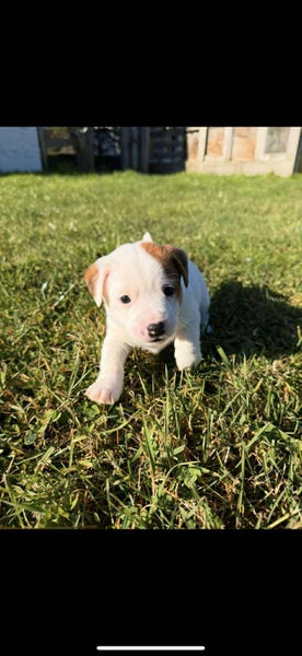PUREBRED JACK RUSSELL PUPPIES Carousel 2