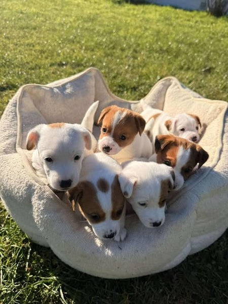 PUREBRED JACK RUSSELL PUPPIES Carousel 1