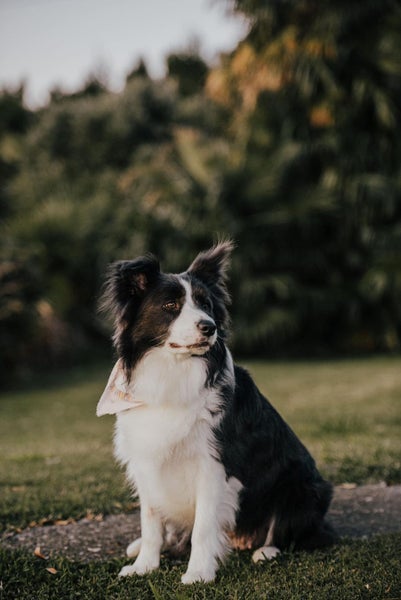 1 year old 3/4 Border Collie 1/4 German Spitz Carousel 2