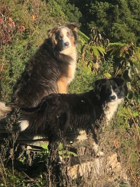 1 year old 3/4 Border Collie 1/4 German Spitz Carousel 1