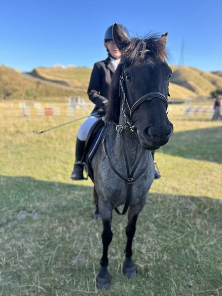 Cool Pony63613496539138111