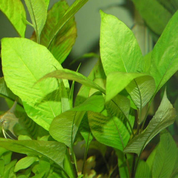 Hygrophila. C Stricta Aquarium plant 26 TO 32c good discus tank No co2 SMALL SZ Carousel 1