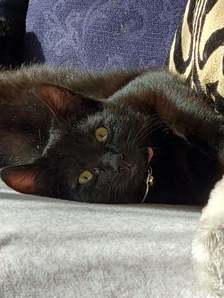 CAT RESCUE CHCH - Ready to Adopt - Gloria Carousel 2