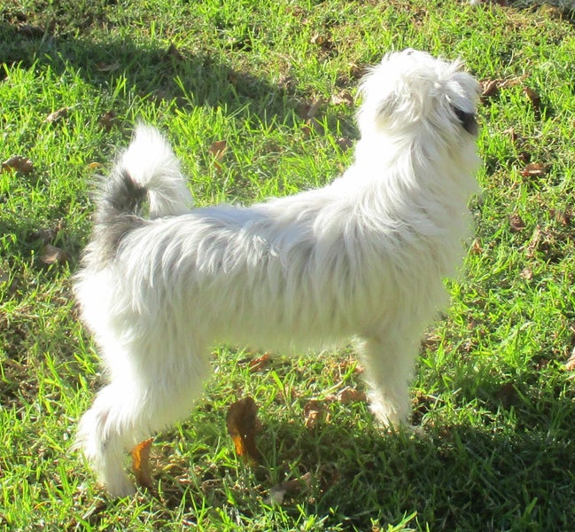 HUMANE SOCIETY RESCUE DOG - FRIDA, A MALTESE / JACK RUSSELL X Carousel 2
