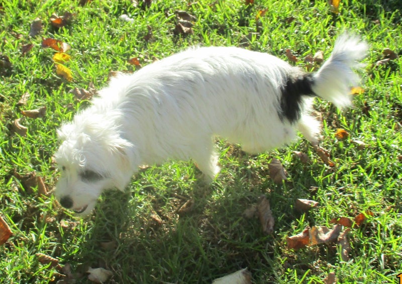 HUMANE SOCIETY RESCUE DOG - FRIDA, A MALTESE / JACK RUSSELL X Carousel 3