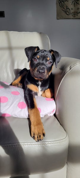 Kora (Ellie's Canine Rescue & Rehome) Carousel 1