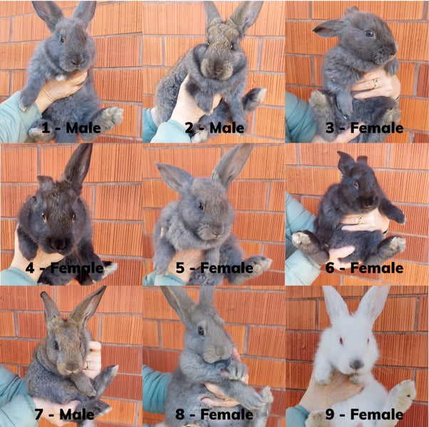 Flemish giant babies Carousel 1