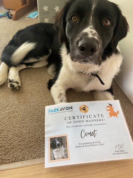 Meet Comet - 18month old Border Collie/Labrador Carousel 5