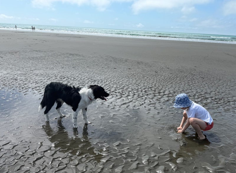 Meet Comet - 18month old Border Collie/Labrador Carousel 2