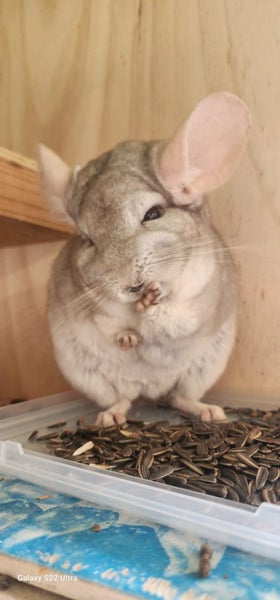 Chinchilla Carousel 4