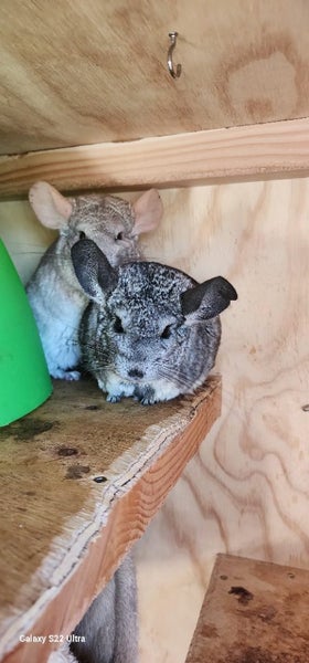Chinchilla Carousel 1