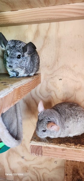Chinchilla Carousel 2