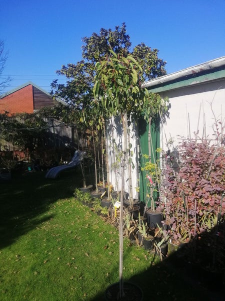 Prunus lusitanica - Portuguese Laurel Standard 1.8m Carousel 1