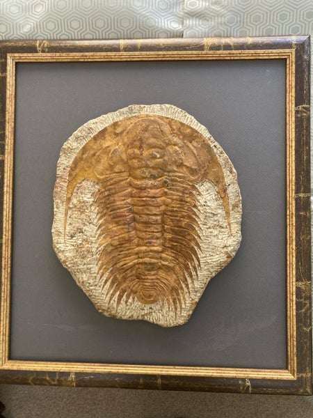 Trilobite wall hanging Carousel 2