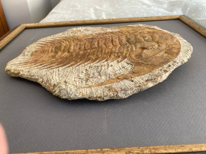 Trilobite wall hanging Carousel 3