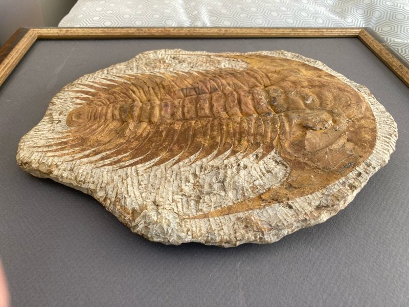 Trilobite wall hanging Carousel 1