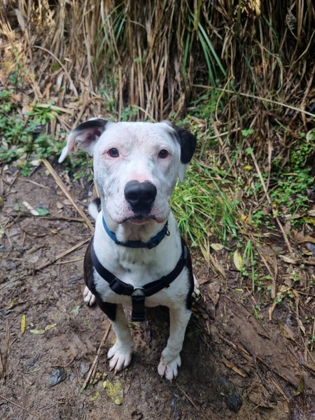 Izzy is ready for her forever home Carousel 1