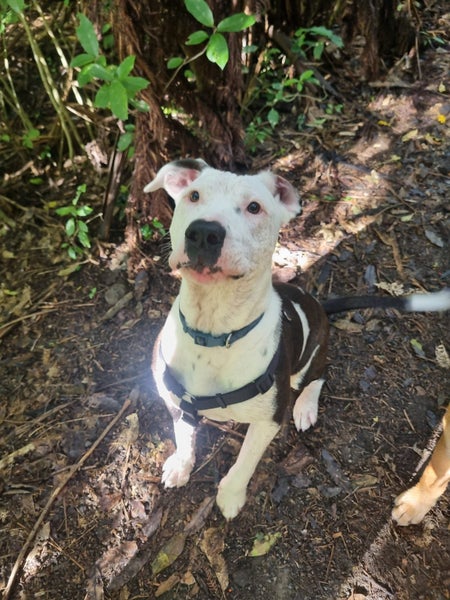 Izzy is ready for her forever home Carousel 2