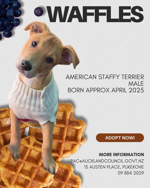 Waffles-Pukekohe Adoption Centre Carousel 1