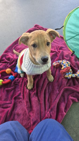 Waffles-Pukekohe Adoption Centre Carousel 2